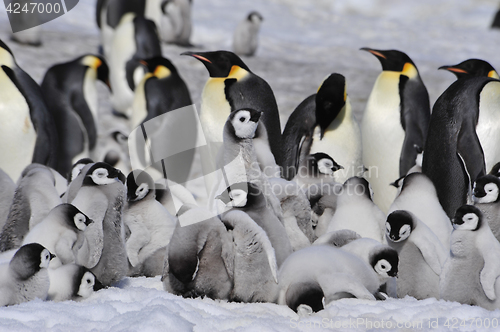 Image of Emperor Penguins with chicks