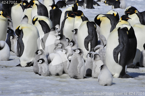 Image of Emperor Penguins with chick