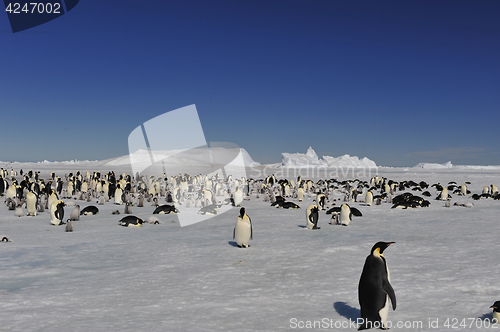 Image of Emperor Penguins on the ice