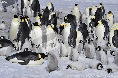 Image of Emperor Penguins with chicks