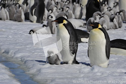 Image of Emperor Penguins with chick