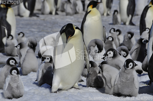 Image of Emperor Penguins with chicks