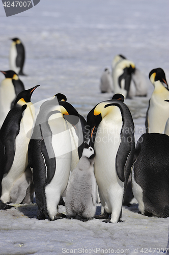 Image of Emperor Penguins with chick