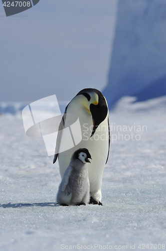 Image of Emperor Penguin with chick