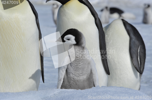 Image of Emperor Penguins with chicks