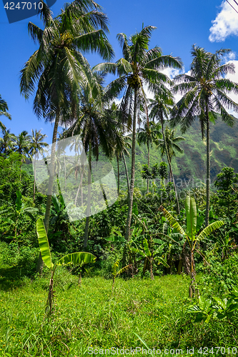 Image of Moorea island jungle and mountains landscape view