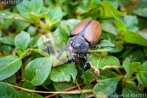 Image of Scarab close-up view