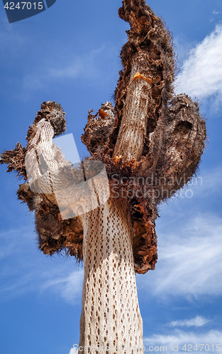 Image of Dry giant cactus in the desert, Argentina