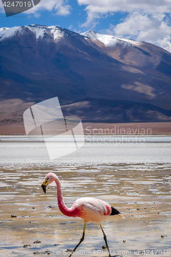 Image of Pink flamingos in laguna Honda, sud Lipez altiplano reserva, Bol