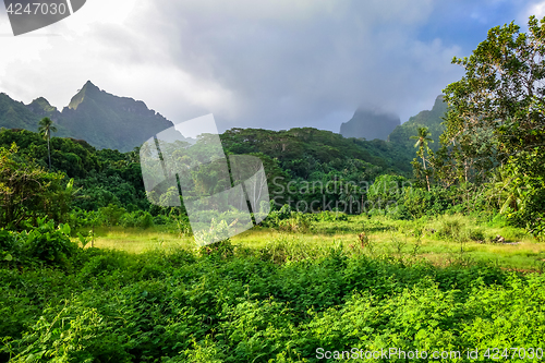 Image of Moorea island jungle and mountains landscape