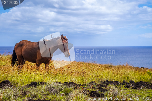 Image of Horse on easter island cliffs