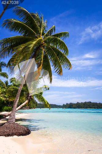 Image of Paradise tropical beach and lagoon in Moorea Island
