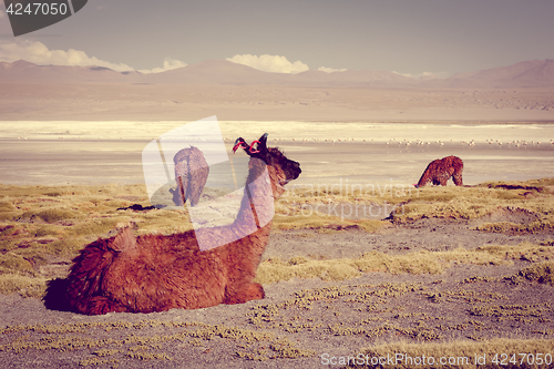 Image of Lamas herd in Laguna colorada, sud Lipez Altiplano reserva, Boli