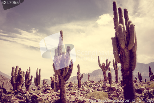 Image of giant cactus in the desert, Argentina