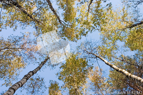 Image of Birchen forest