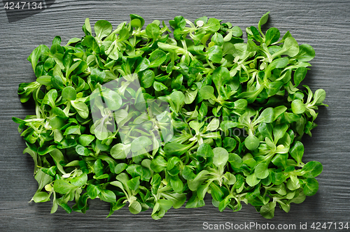 Image of Corn salad valeriana at dark stone