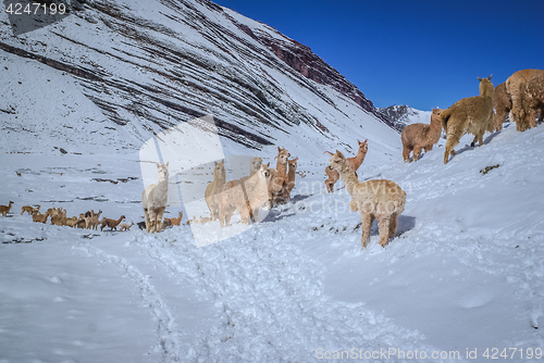 Image of Llamas in Peru