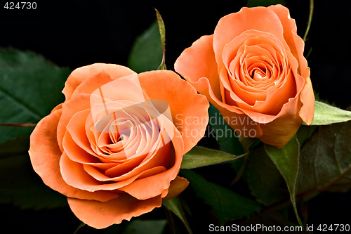 Image of roses