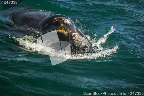 Image of Whale in waves