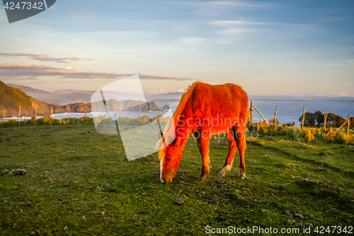 Image of Feeding horse in Chile