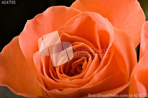 Image of roses