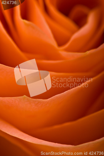 Image of roses abstract