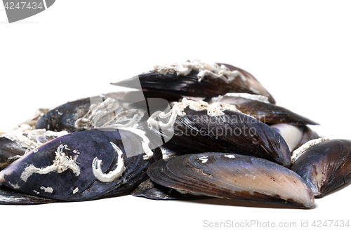 Image of Empty shells of mussels