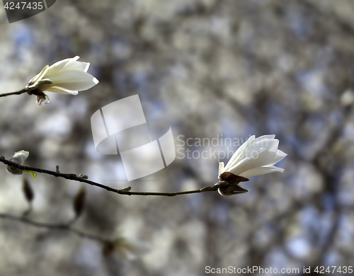 Image of Two buds of blooming magnolia