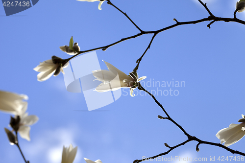 Image of Spring twigs of magnolia with young flowering buds and blue sky