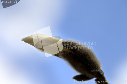 Image of Bud of blooming magnolia and blue sky in spring day