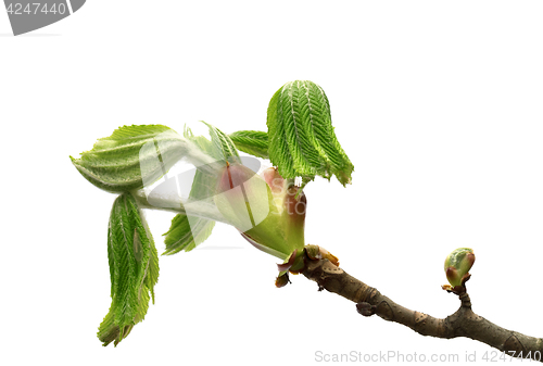 Image of Spring branch of horse chestnut tree with young green leaves
