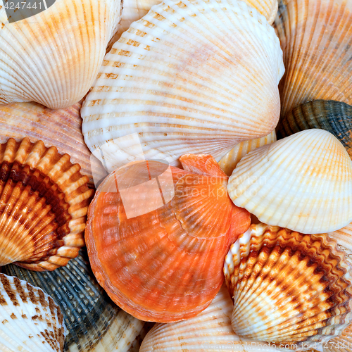 Image of Shells of anadara and scallops