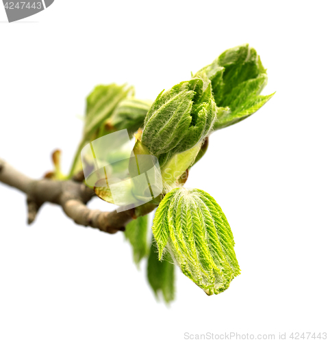 Image of Spring twig of horse chestnut tree