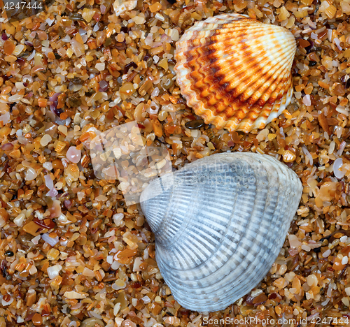 Image of Two seashell on sand in sun day