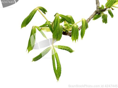 Image of Spring branch of horse-chestnut tree