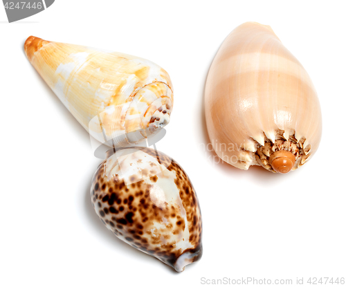 Image of Three exotic seashells