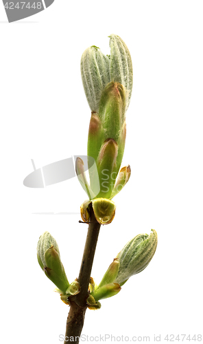 Image of Spring twig of horse chestnut tree 