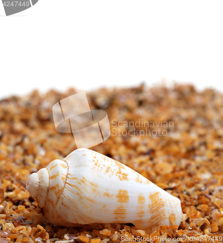 Image of Shell of cone snail on sand 