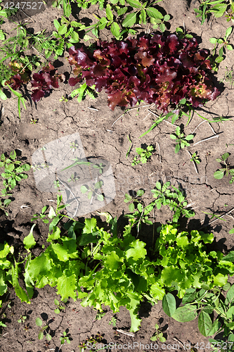 Image of Young green and red salad lettuce growing in garden