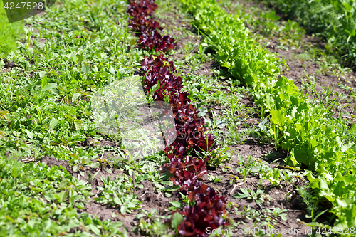 Image of Rows of young green and red salad lettuce growing in field