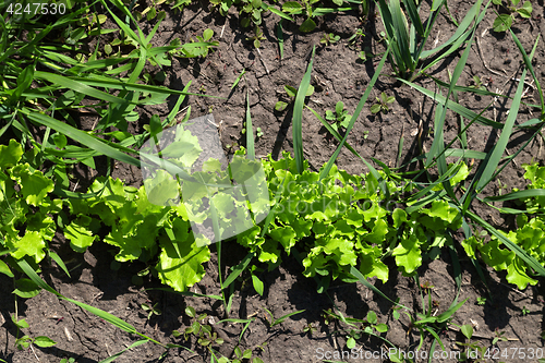 Image of Green salad lettuce growing in garden