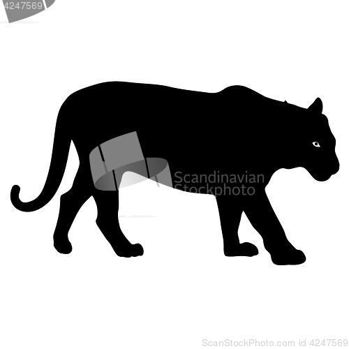 Image of Silhouette beautiful tiger on a white background