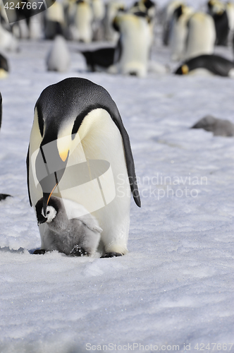 Image of Emperor Penguins with chick