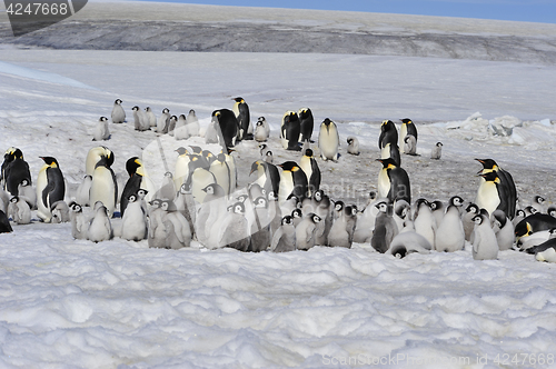 Image of Emperor Penguins with chicks