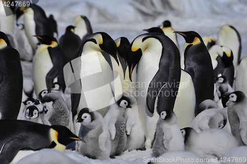 Image of Emperor Penguins with chicks