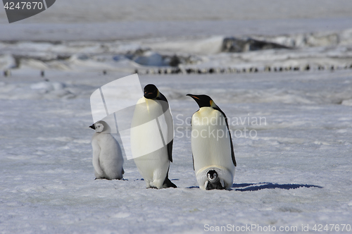 Image of Emperor Penguins with chicks