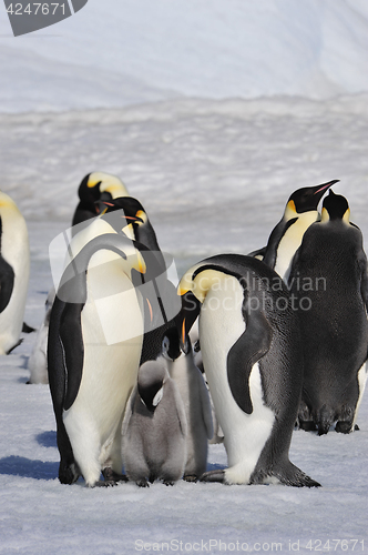 Image of Emperor Penguins with chicks