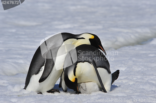 Image of Emperor Penguins with chick