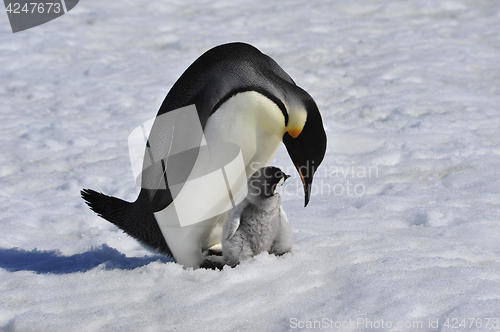 Image of Emperor Penguins with chick