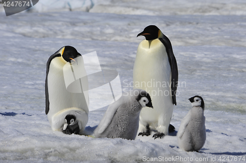 Image of Emperor Penguins with chicks